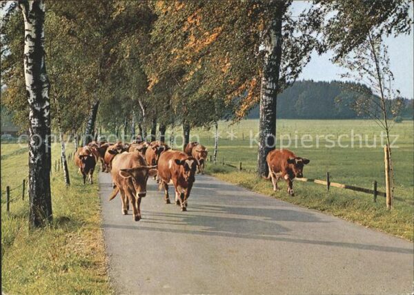 Kuehe Birkenweg Bad Wörishofen Allgäu