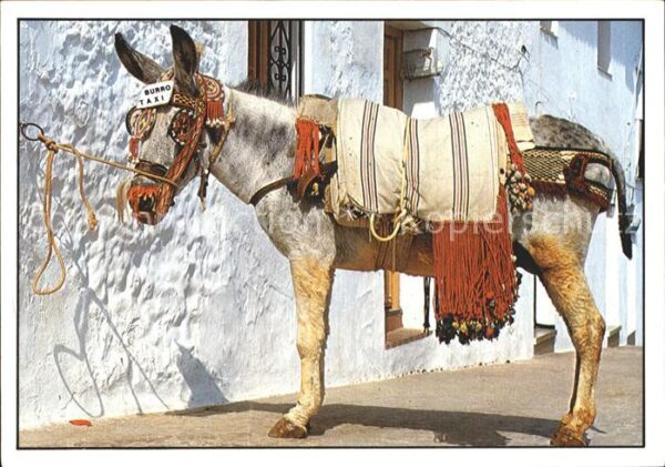 Esel Tiere Algarve