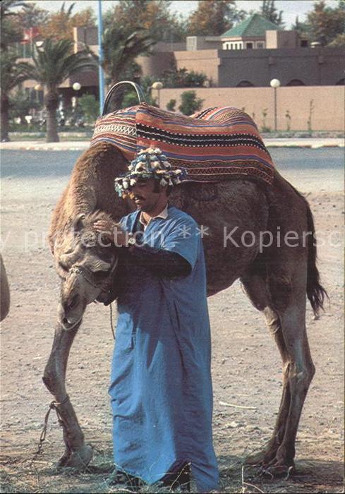 Kamel  Camel Chameau Chamelier Marrakech