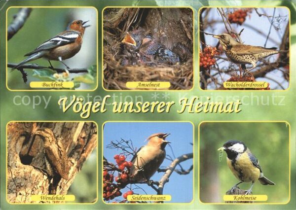 Voegel Buchfink Wacholderdrossel Wendehals Koh