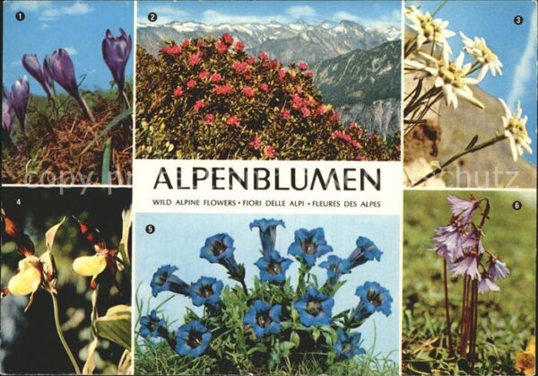 Blumen Krokus Alpenrose Edelweiss Frauenschuh
