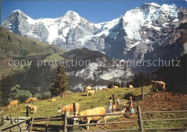Kuehe Eiger-Mönch-Jungfrau Berner Oberland