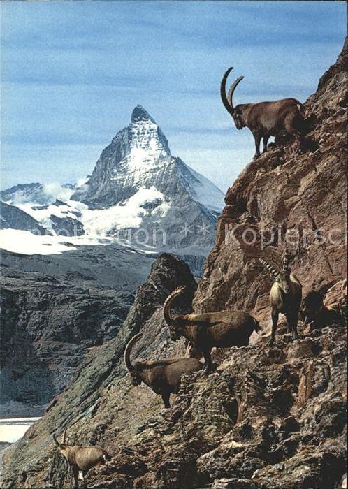 Steinbock Zermatt Matterhorn Mt. Cervin