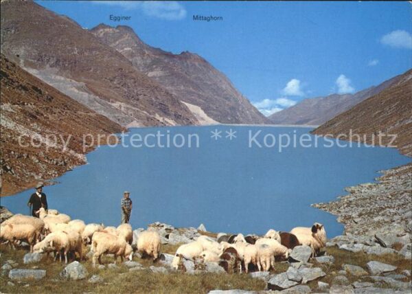 Schafe Hirte Mattmarksee Saastal Egginer Mitta