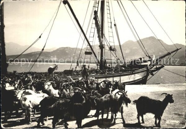 Ziege Corse Embarquement d_un Troupeau de Che