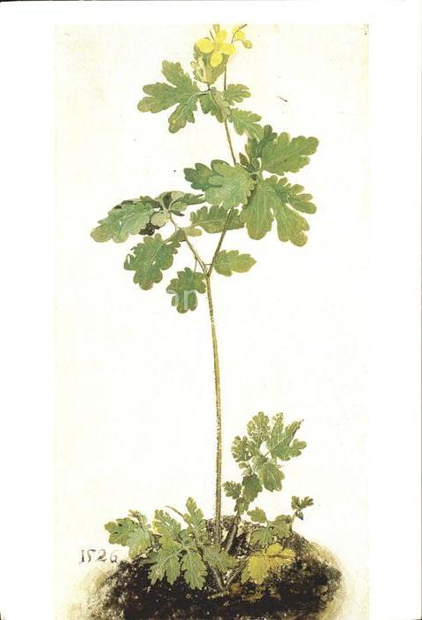 Duerer Albrecht Nuernberg Schollkraut