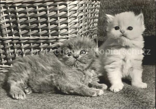 Katzen