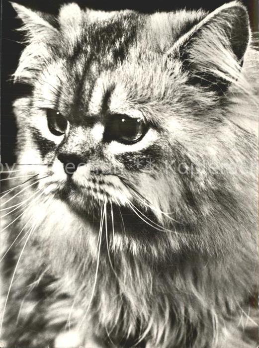Katzen
