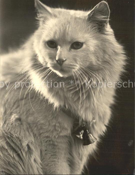 Katzen
