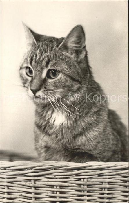 Katzen