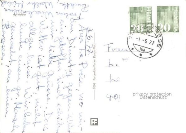 Murmeltier – Bild 2