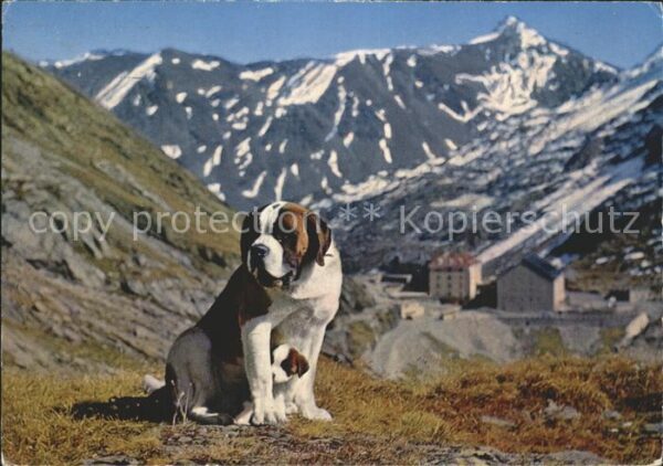 Bernhardiner Chien Barry er son petit chiot Col du G