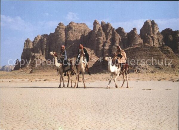Kamel  Camel Chameau Wadi Rum Jordan