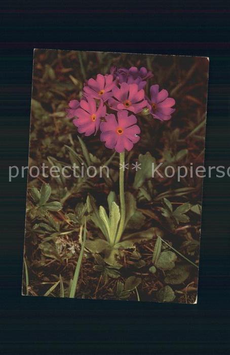 Blumen Mehl-Primel Primula farinosa