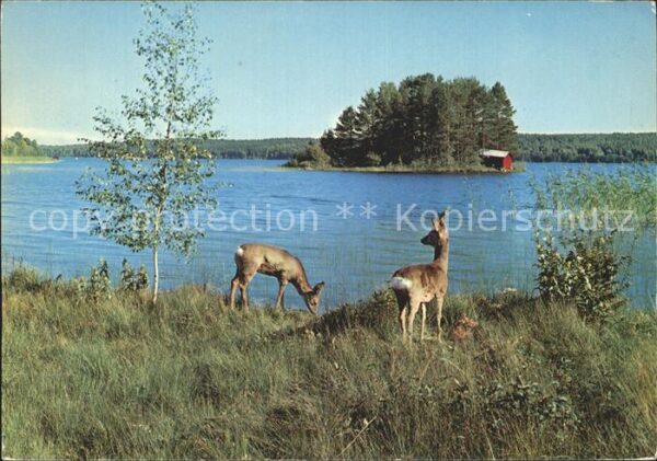 Reh Norwegen