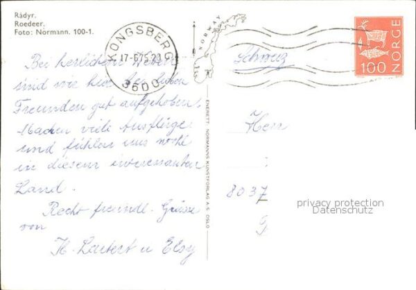 Reh Norwegen – Bild 2