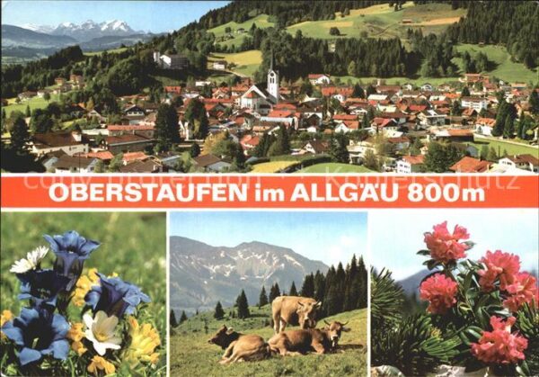 Oberstaufen Stadtansicht Rind Blumen