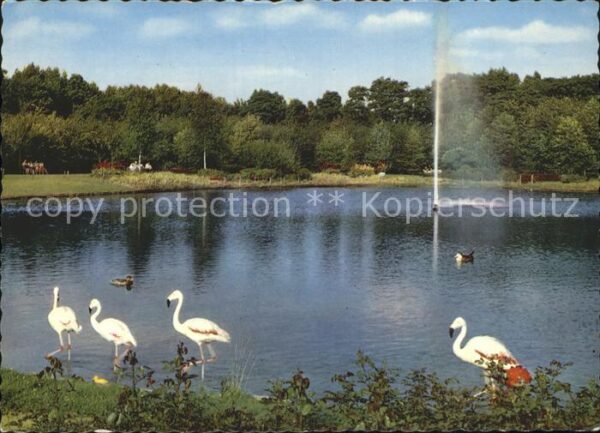 Rheinhausen Duisburg Flamingoteich im Volkspark Fontäne