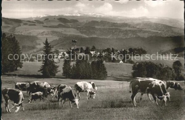 St Maergen Feldberg Kühe