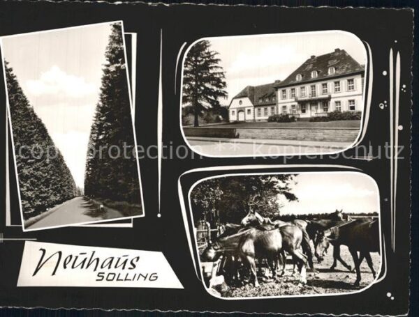 Neuhaus Solling Pferde