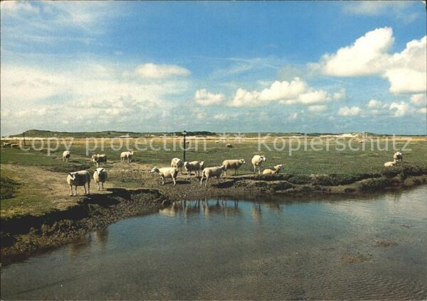 Texel Schafe