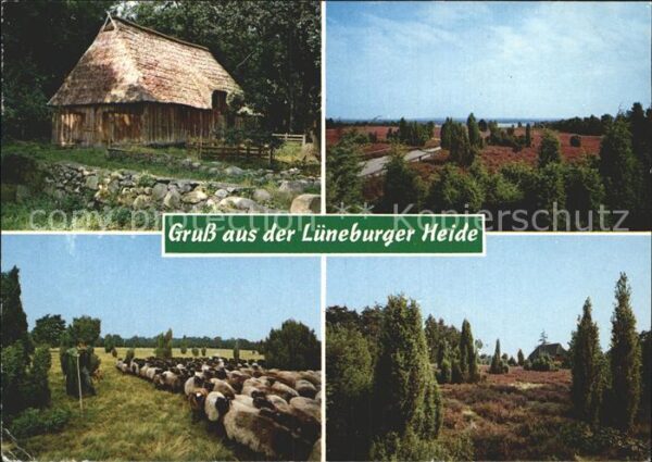 Lueneburger Haide Schafe Hütte Heide