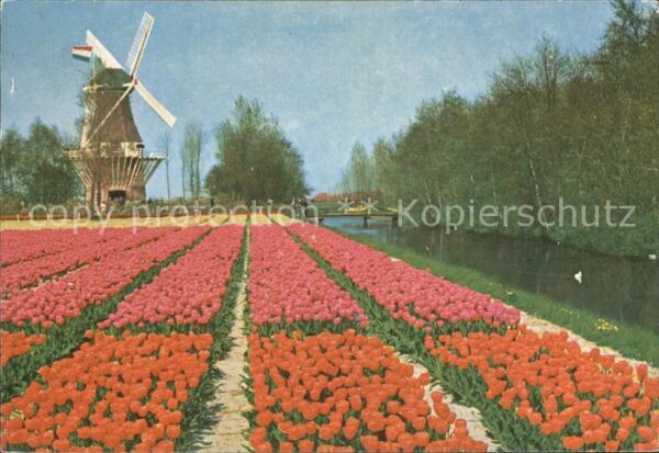 Lisse Keukenhof Tulpenfelder Windmühle