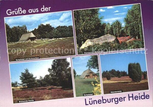 Lueneburger Heide Wanderweg Schafstall Schnucken Hermann-
