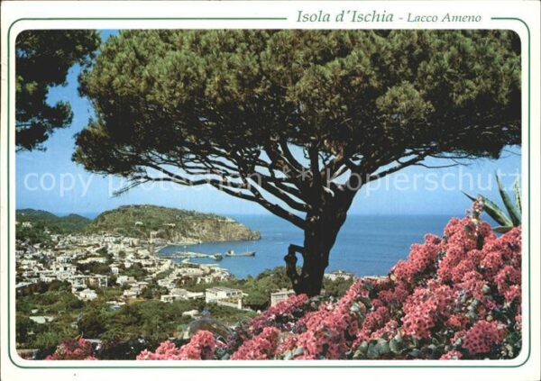 Isola d Ischia Panorama Pinien Meer