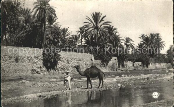 Kamel  Camel Chameau Oued dans la Palmeraie Afrique du Nord