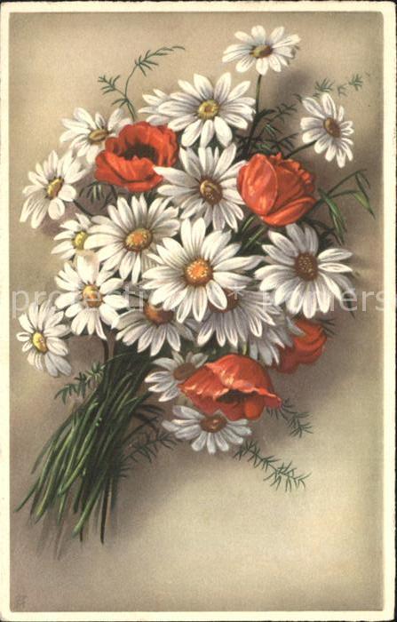 Blumen Margeriten Mohnblumen