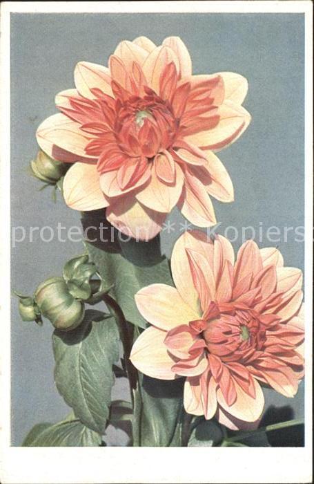 Blumen Dahlien