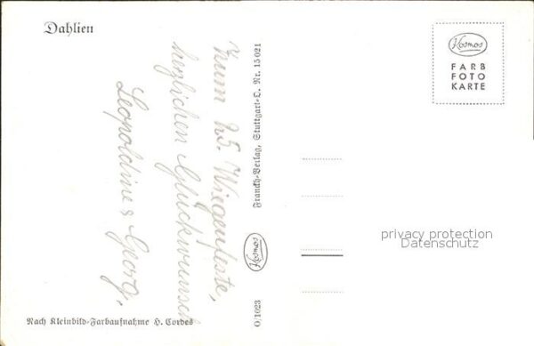 Blumen Dahlien – Bild 2