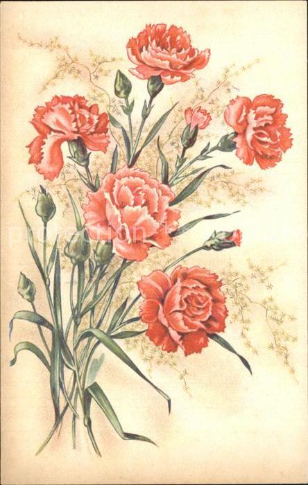 Blumen Nelken