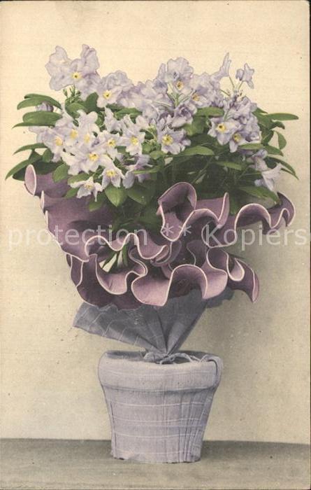 Blumen Topfblume
