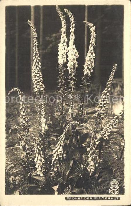 Blumen Blühender Fingerhut