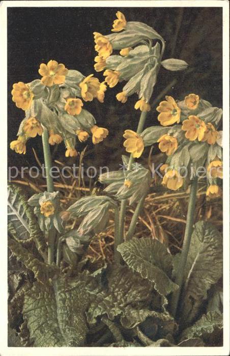Blumen Schlüsselblume Primula veris
