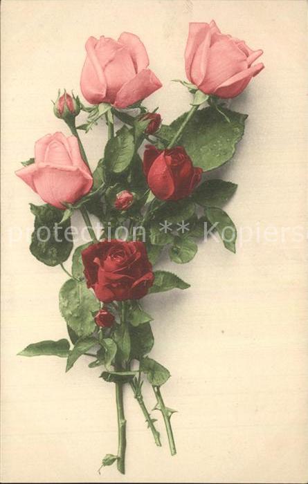 Rosen