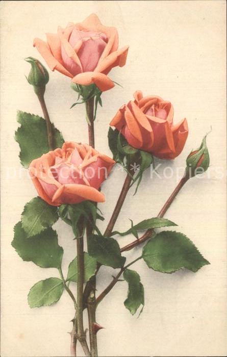 Rosen