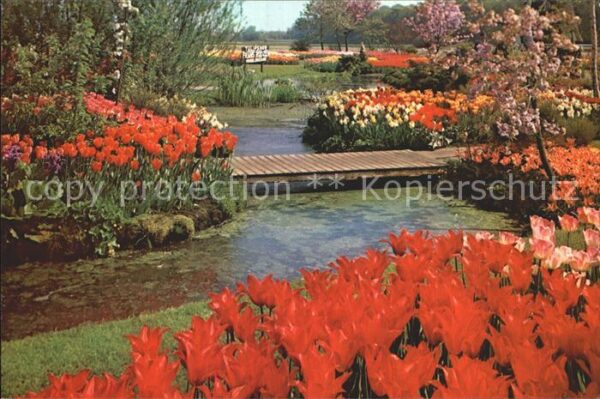 Blumen Tulpen Tulipshow Frans Roozen Vogelenza