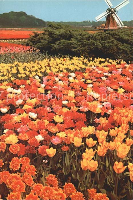 Blumen Tulpen Tulipshow Frans Roozen Vogelenza