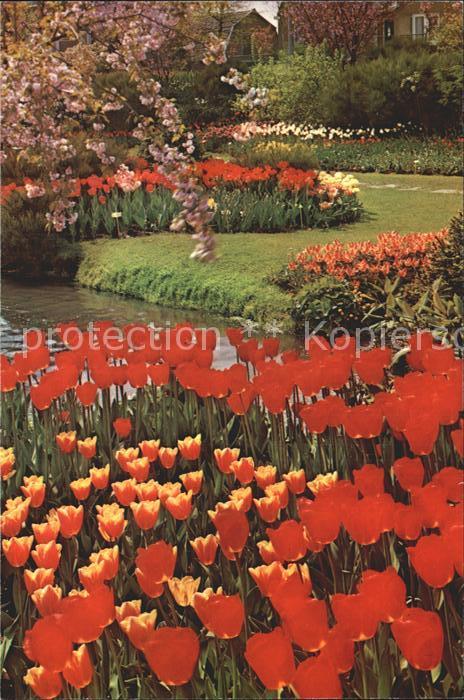 Blumen Tulpen Tulipshow Frans Roozen Vogelenza