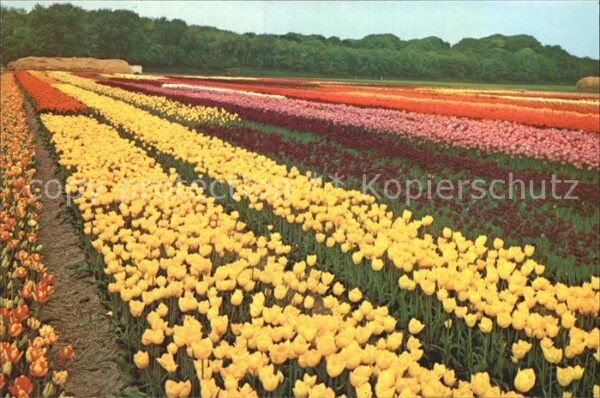 Blumen Tulpen Tulipshow Frans Roozen Vogelenza