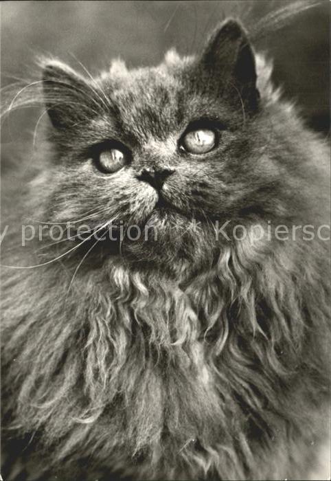 Katzen