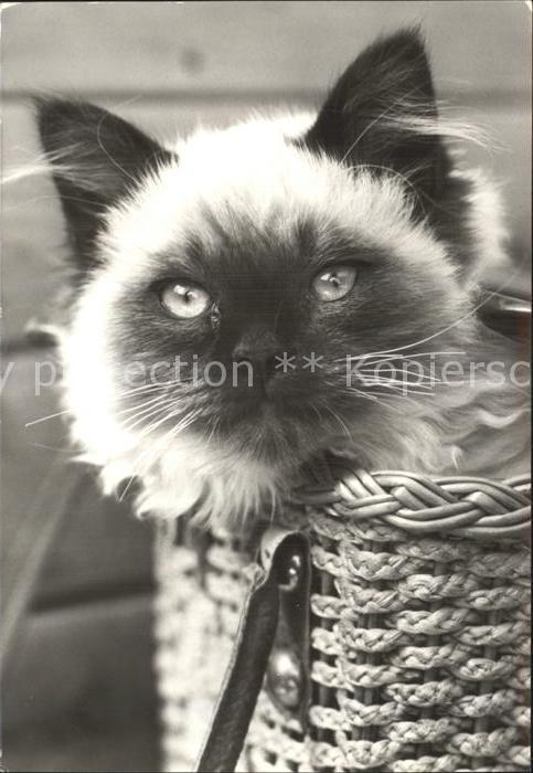 Katzen