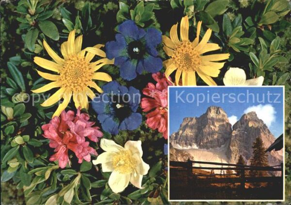 Blumen Alpenflora Frühlingsanemone Alpenrose A