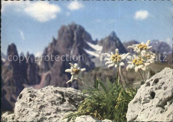 Edelweiss