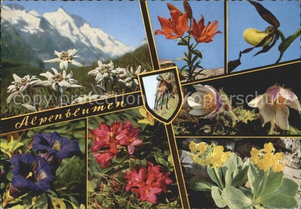 Blumen Alpenblumen Österreich Edelweiss Feuerl