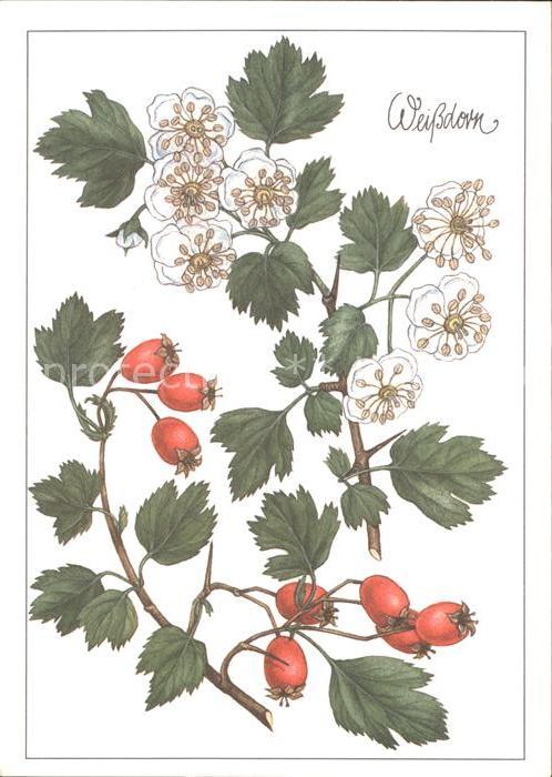 Blumen Weissdorn Zeichnung Christiane Gottschl