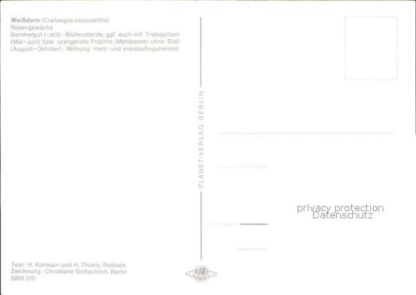 Blumen Weissdorn Zeichnung Christiane Gottschl – Bild 2